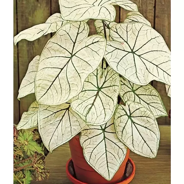 Piardino Caladio - Caladium, Tamaño de maceta: 10 cm - Primer plano