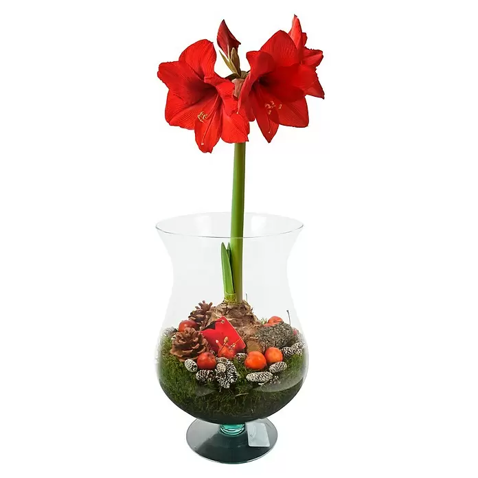 Piardino Pflanzenarrangement Amaryllis im Jumboglas - Hippeastrum - Vorderansicht