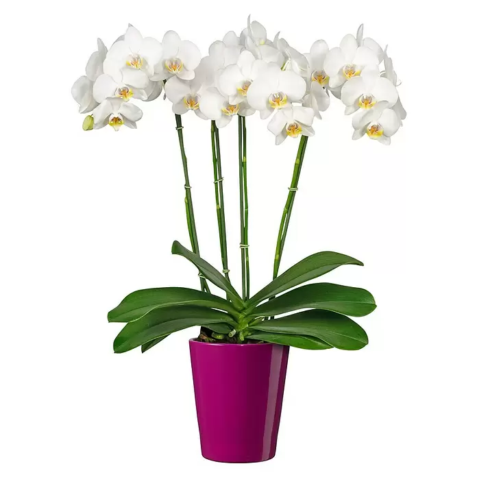 SK Orchideentopf Merina Candy - Außenmaß (Ø x H): 14 x 15 cm, Keramik, Brombeere, Glänzend - Vorderansicht