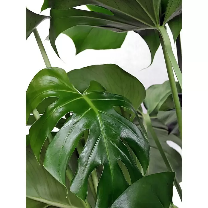 Piardino Fensterblatt - Monstera deliciosa, Topfgröße: 30 cm - Detailaufnahme
