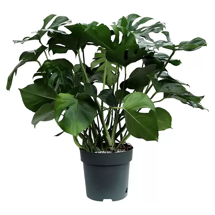 Piardino Fensterblatt - Monstera deliciosa, Topfgröße: 30 cm - Vorderansicht