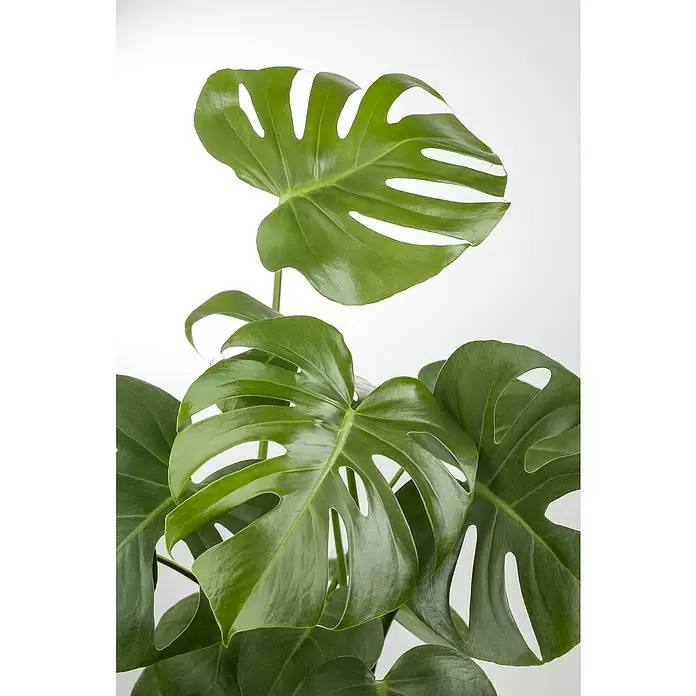 Piardino Fensterblatt - Monstera deliciosa, Topfgröße: 30 cm - Detailaufnahme