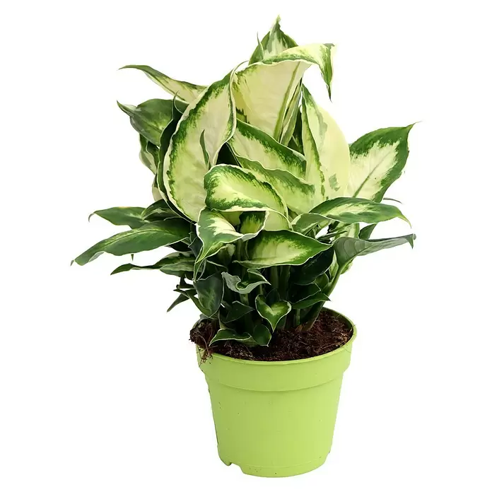 Piardino Dieffenbachie - Dieffenbachia maculata 'Cool Beauty', Topfgröße: 12 cm, Cremeweiß/Dunkelgrün - Vorderansicht
