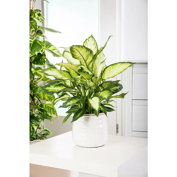 Piardino Dieffenbachie - Dieffenbachia maculata 'Cool Beauty', Topfgröße: 12 cm, Cremeweiß/Dunkelgrün - Stimmungsaufnahme