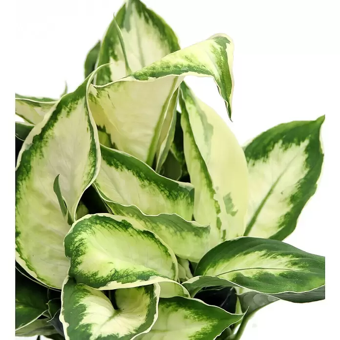 Piardino Dieffenbachie - Dieffenbachia maculata 'Cool Beauty', Topfgröße: 12 cm, Cremeweiß/Dunkelgrün - Detailaufnahme