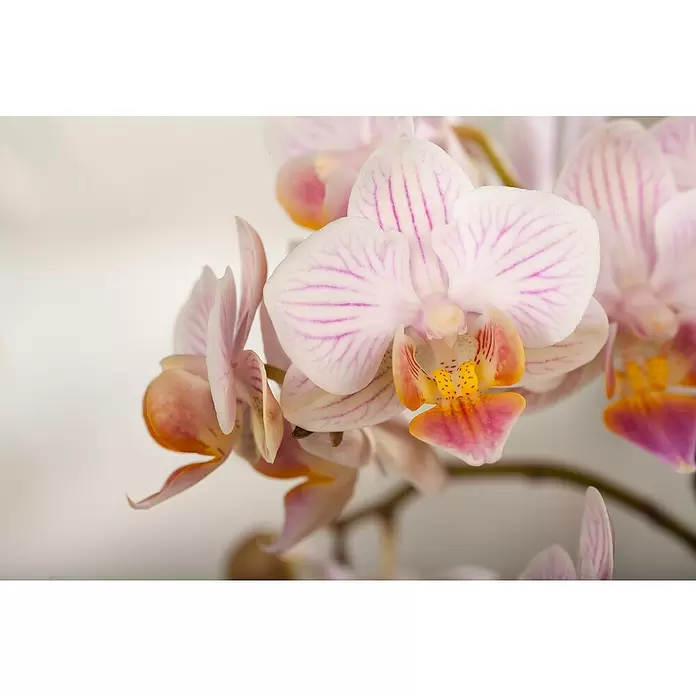 Piardino Schmetterlingsorchidee Rainbow - Phalaenopsis Midi, Topfgröße: 9 cm, Rosa/Weiß/Hellgelb/Dunkelrot/Pink, Aufrecht - Detailaufnahme