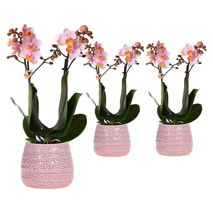 Piardino Schmetterlingsorchidee Dots Pink - Phalaenopsis Midi, Topfgröße: 9 cm, Rosa/Weiß/Hellgelb/Dunkelrot/Pink, Aufrecht - Vorderansicht