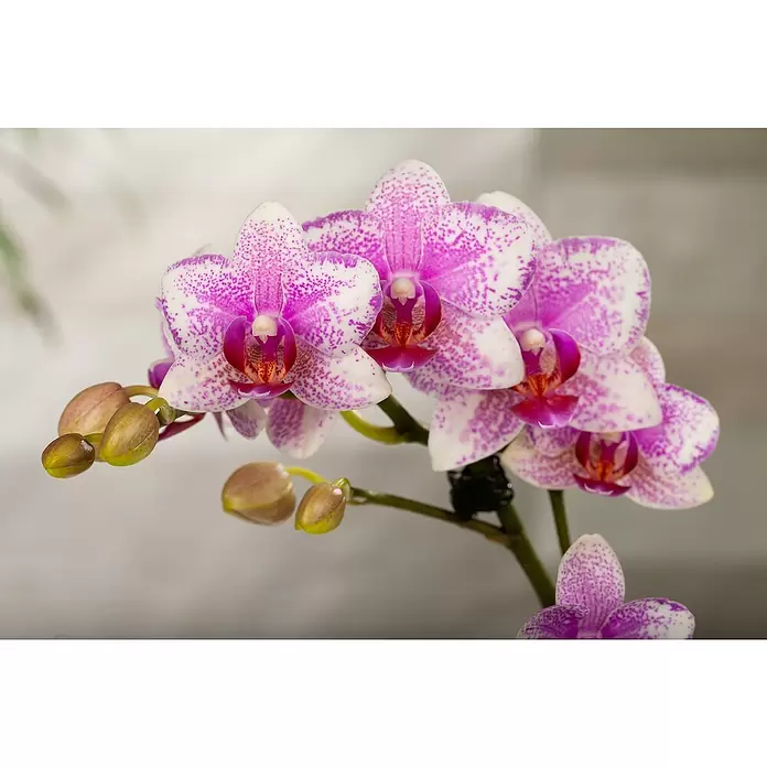 Piardino Schmetterlingsorchidee Rainbow - Phalaenopsis Midi, Topfgröße: 9 cm, Rosa/Weiß/Hellgelb/Dunkelrot/Pink, Aufrecht - Detailaufnahme