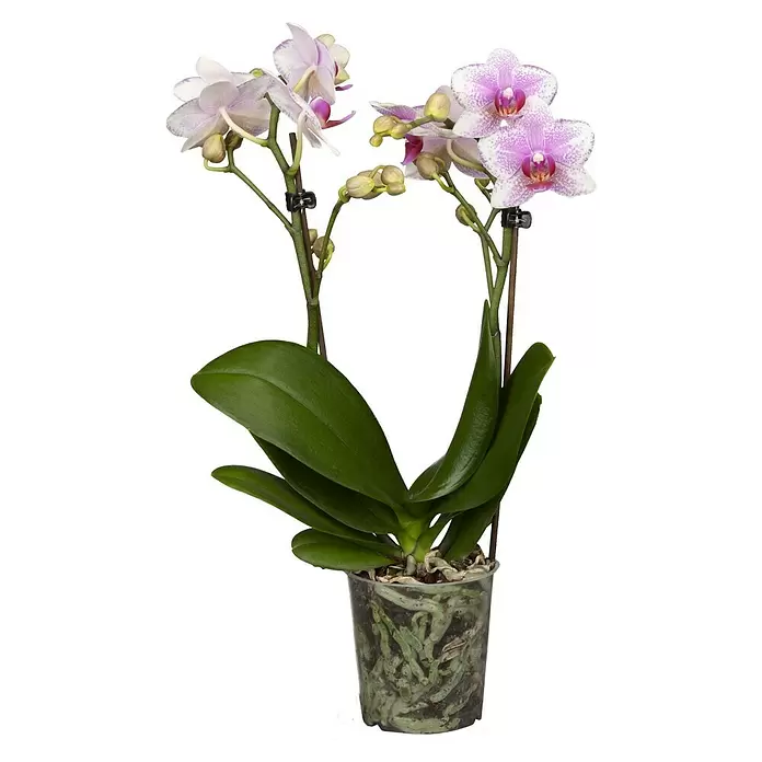 Piardino Schmetterlingsorchidee - Phalaenopsis Hybride, Orangerosa, Anzahl Triebe: 2 Stk. - Vorderansicht