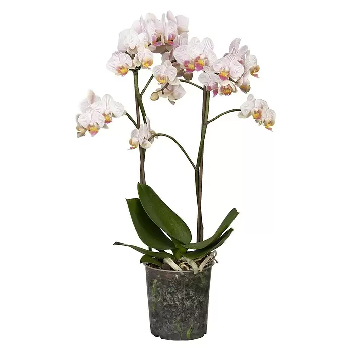 Piardino Schmetterlingsorchidee - Phalaenopsis Hybride, Orangerosa, Anzahl Triebe: 2 Stk. - Vorderansicht