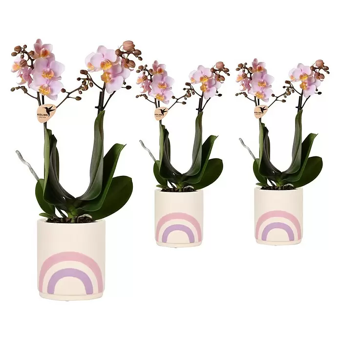 Piardino Schmetterlingsorchidee Rainbow - Phalaenopsis Midi, Topfgröße: 9 cm, Rosa/Weiß/Hellgelb/Dunkelrot/Pink, Aufrecht - Vorderansicht