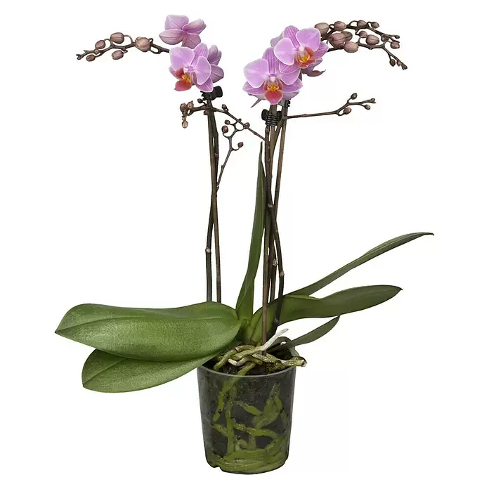 Piardino Schmetterlingsorchidee Rainbow - Phalaenopsis Midi, Topfgröße: 9 cm, Rosa/Weiß/Hellgelb/Dunkelrot/Pink, Aufrecht - Vorderansicht