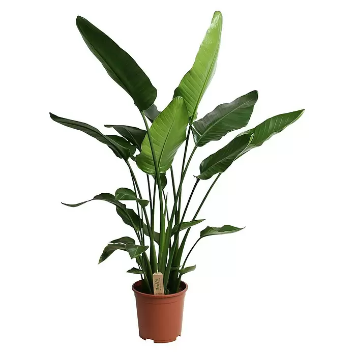 Piardino Baumstrelitzie - Strelitzia nicolai, Topfgröße: 35 cm - Vorderansicht