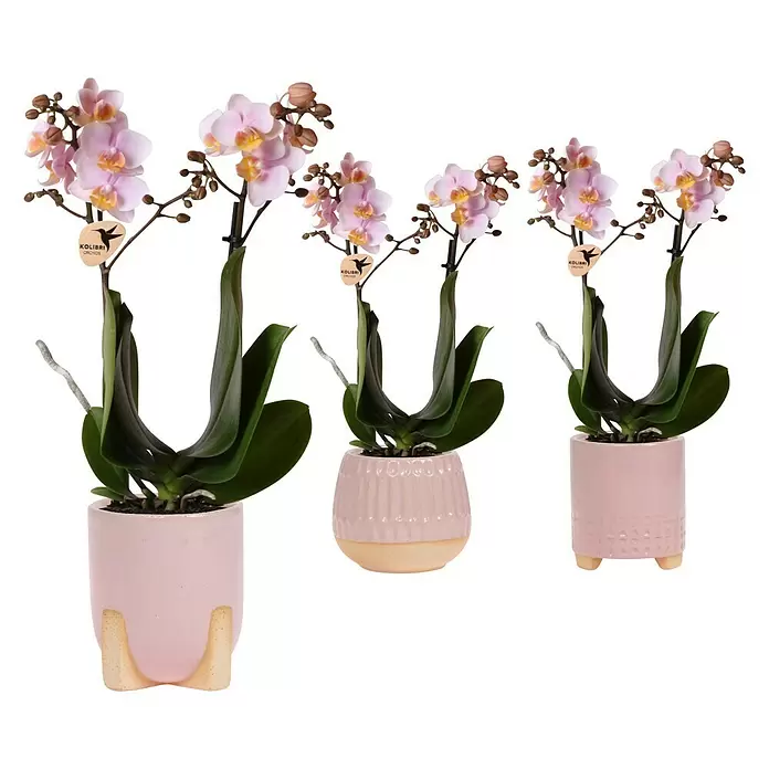 Piardino Schmetterlingsorchidee - Phalaenopsis Hybride, Orangerosa, Anzahl Triebe: 2 Stk. - Vorderansicht