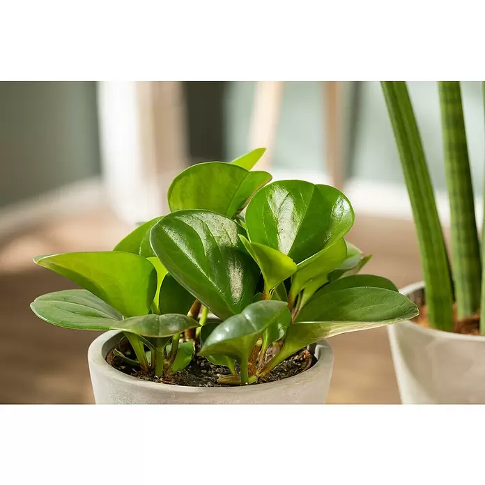 Piardino Zwergpfeffer - Peperomia obtusifolia, Topfgröße: 12 cm, Dunkelgrün - Detailaufnahme