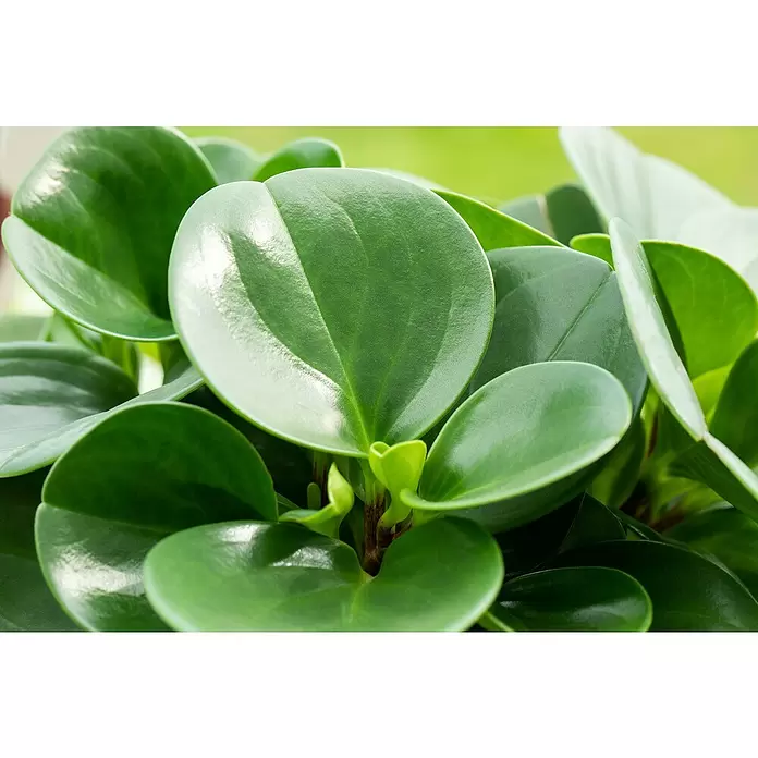 Piardino Zwergpfeffer - Peperomia obtusifolia, Topfgröße: 12 cm, Dunkelgrün - Detailaufnahme