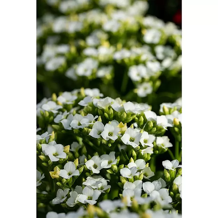 Piardino Flammendes Käthchen - Kalanchoe blossfeldiana, Topfgröße: 10,5 cm, Weiß - Detailaufnahme