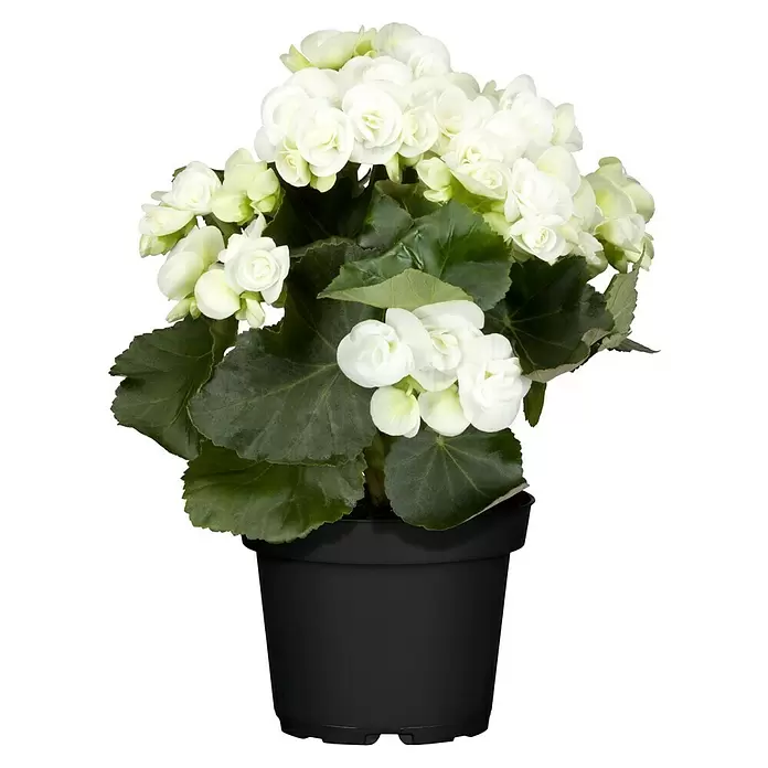 Piardino Begonie - Begonia elatior, Topfgröße: 14 cm, Weiß - Vorderansicht