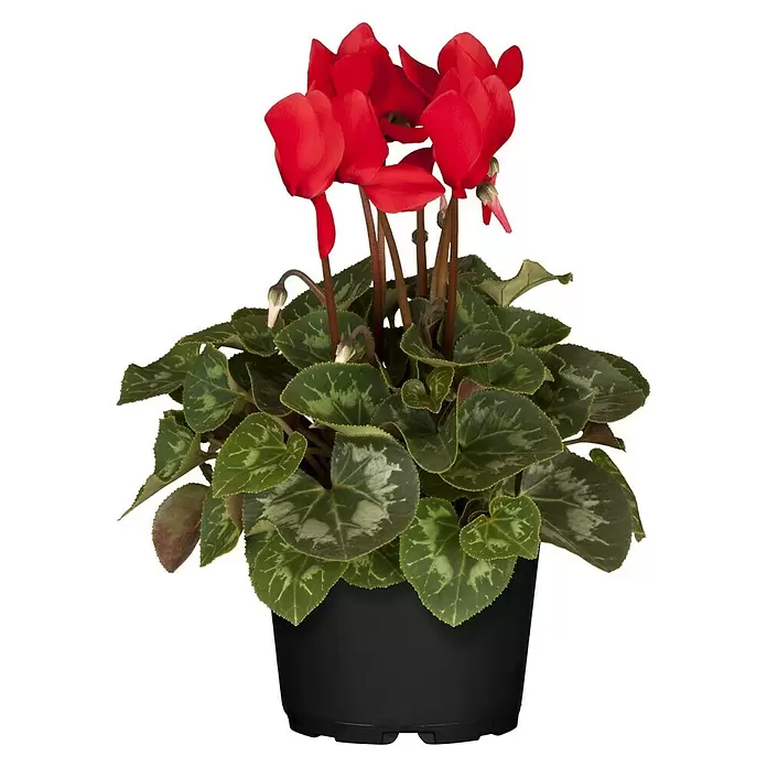 Piardino Zimmer-Alpenveilchen - Cyclamen persicum, Topfgröße: 10 cm, Rot - Vorderansicht