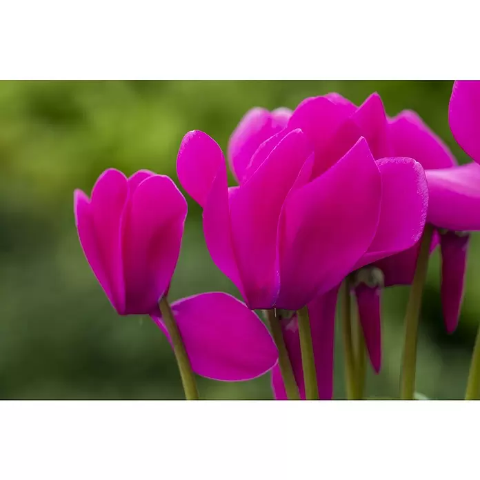 Piardino Zimmer-Alpenveilchen - Cyclamen persicum, Topfgröße: 10 cm, Lila - Detailaufnahme
