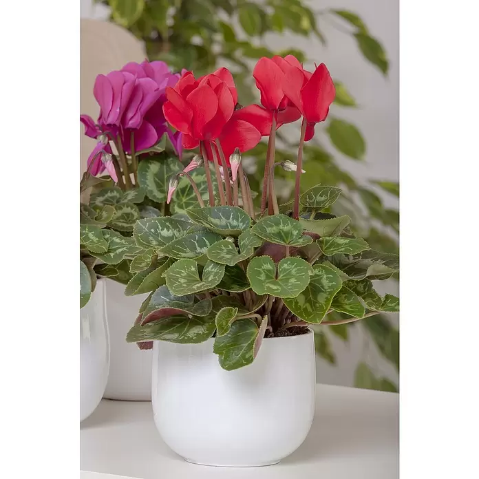 Piardino Zimmer-Alpenveilchen - Cyclamen persicum, Topfgröße: 10 cm, Rot - Stimmungsaufnahme