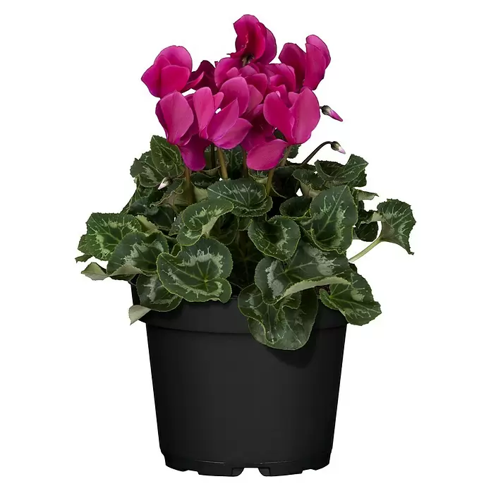Piardino Zimmer-Alpenveilchen - Cyclamen persicum, Topfgröße: 10 cm, Lila - Vorderansicht