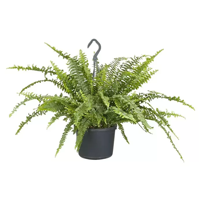 Piardino Helecho - Nephrolepis 'Boston Ampel', Tamaño de maceta: 25 cm - Vista frontal