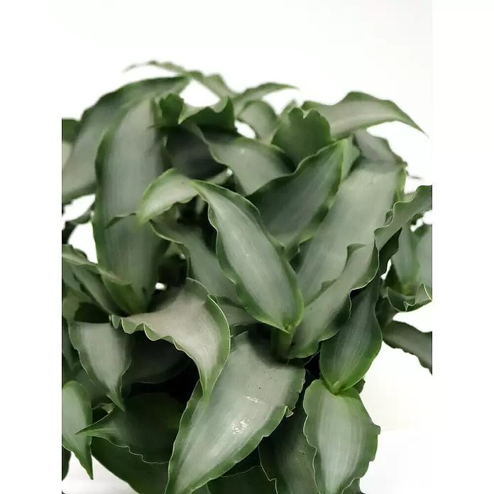 Piardino Peking-Gras - Murdannia loriformus 'Bright Stars', Topfgröße: 12 cm - Detailaufnahme