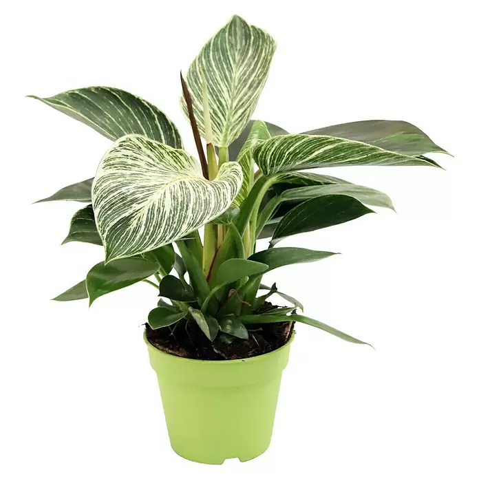 Piardino Baumfreund - Philodendron 'White Wave', Topfgröße: 12 cm - Vorderansicht