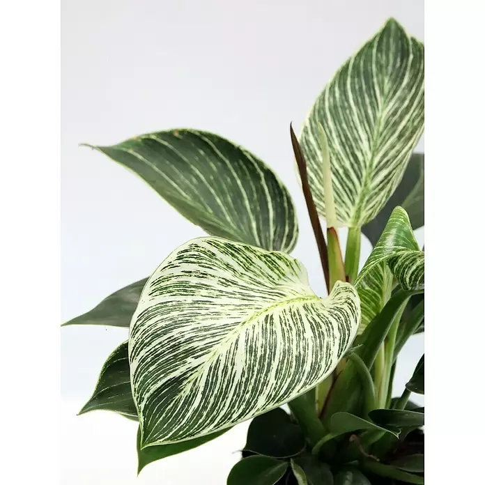 Piardino Baumfreund - Philodendron 'White Wave', Topfgröße: 12 cm - Detailaufnahme