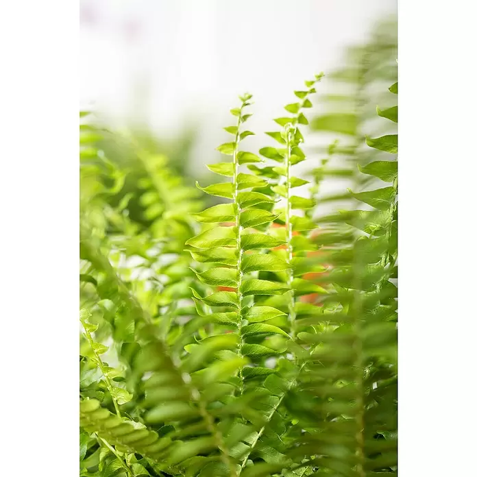 Piardino Helecho rizado - Nephrolepis exaltata Green Lady, Tamaño de maceta: 17 cm, Verde medio - Primer plano