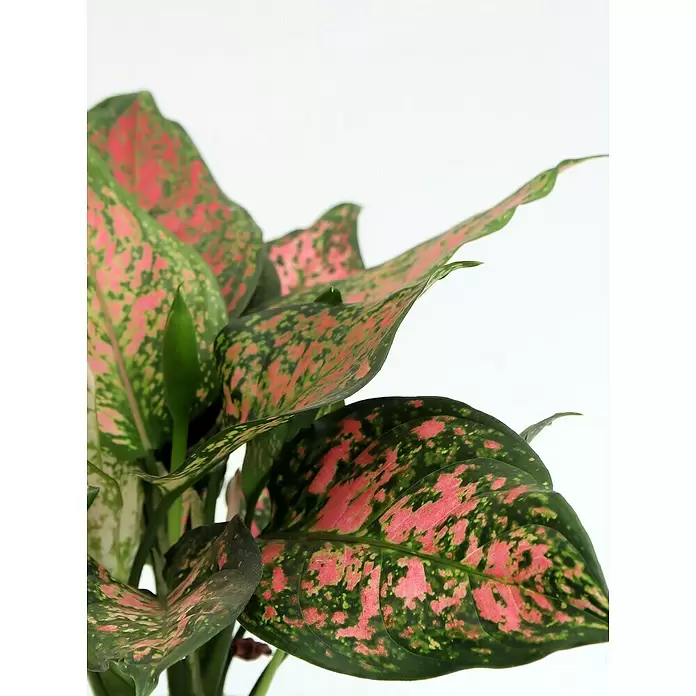 Piardino Kolbenfaden - Aglaonema cummutatum, Topfgröße: 12 cm - Detailaufnahme