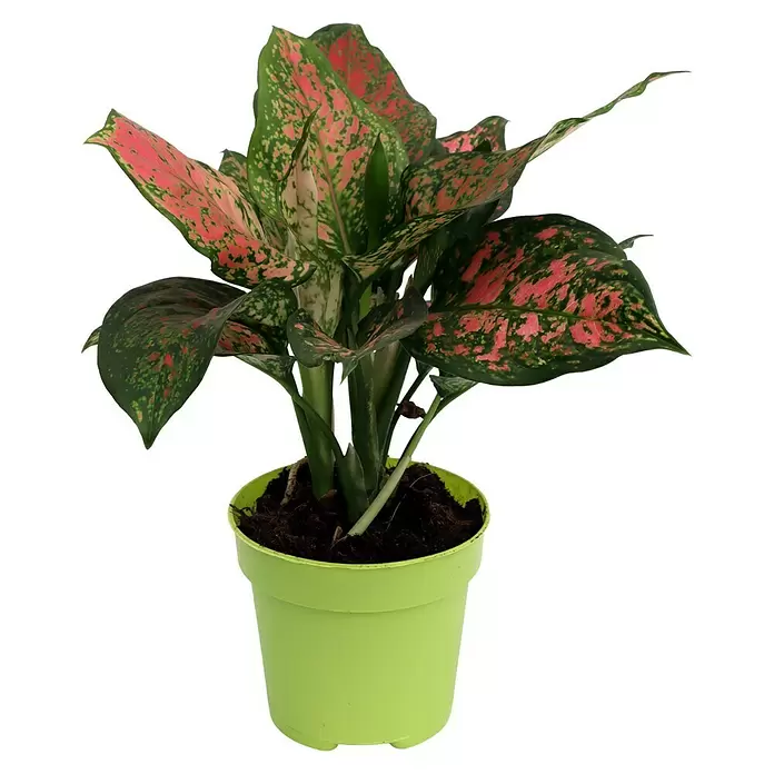 Piardino Kolbenfaden - Aglaonema cummutatum, Topfgröße: 12 cm - Diagonale Ansicht