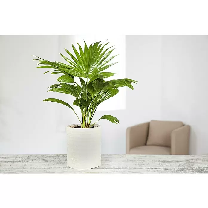Piardino Chinesische Schirmpalme - Livistona chinensis, Topfgröße: 19 cm - Stimmungsaufnahme