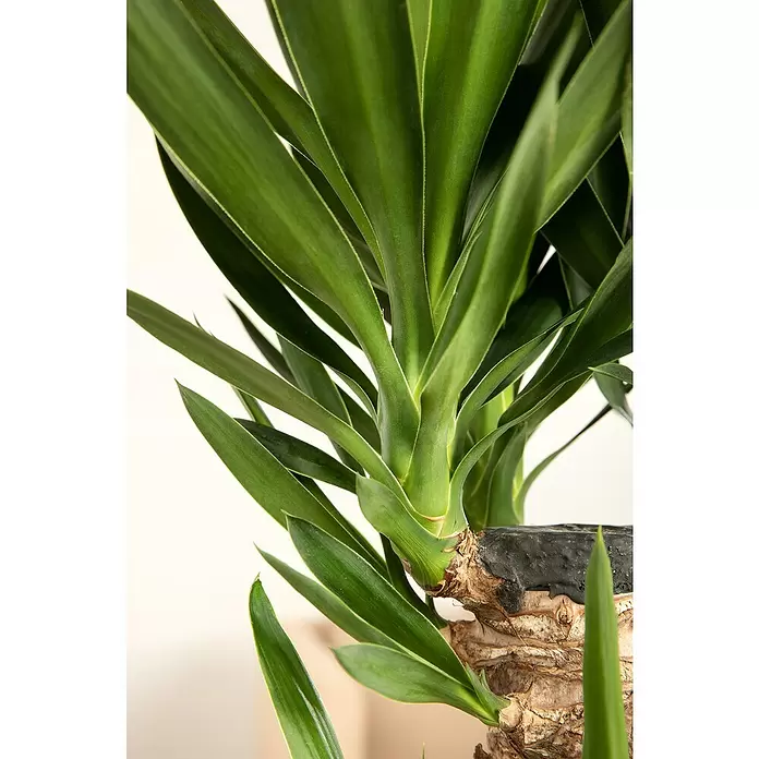 Palmlilie 3er Stamm - Yucca elephantipes, Topfgröße: 24 cm - Detailaufnahme