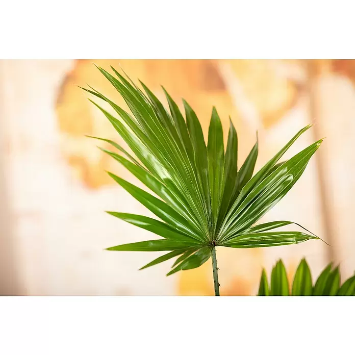 Piardino Chinesische Schirmpalme - Livistona chinensis, Topfgröße: 19 cm - Detailaufnahme