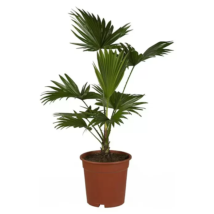 Piardino Chinesische Schirmpalme - Livistona chinensis, Topfgröße: 19 cm - Vorderansicht