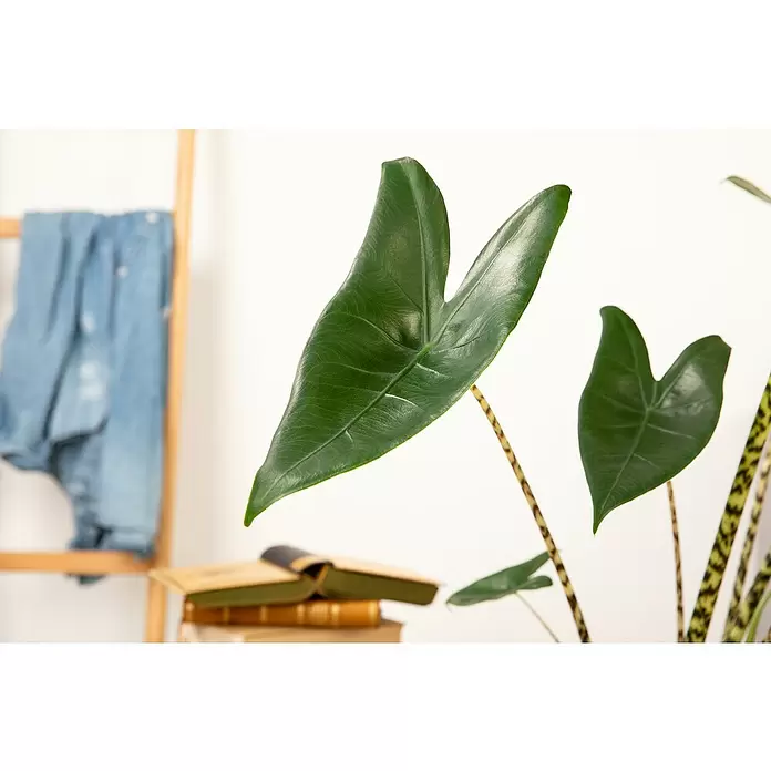Piardino Elefantenohr - Alocasia zebrina, Topfgröße: 19 cm - Detailaufnahme