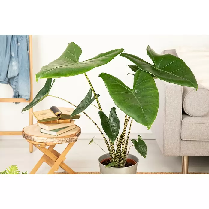 Piardino Elefantenohr - Alocasia zebrina, Topfgröße: 19 cm - Stimmungsaufnahme