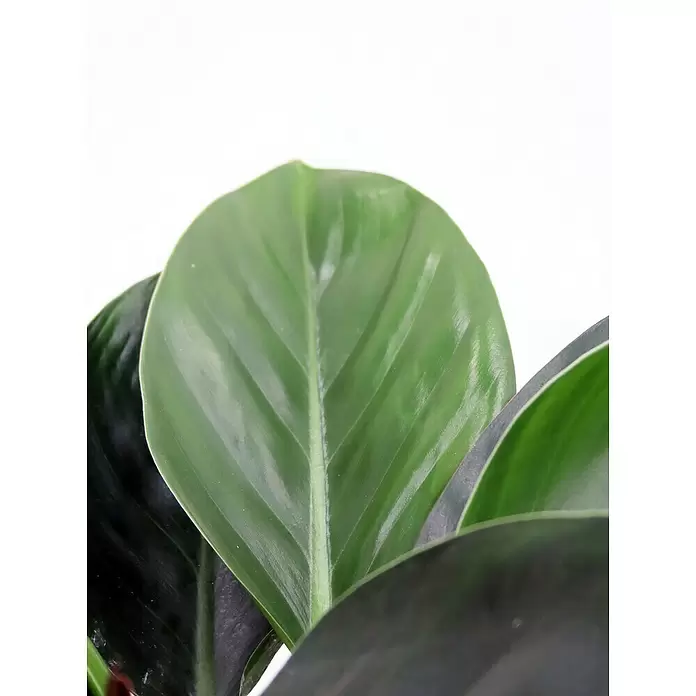 Piardino Baumfreund 'Congo Apple' - Philodendron, Topfgröße: 19 cm - Detailaufnahme