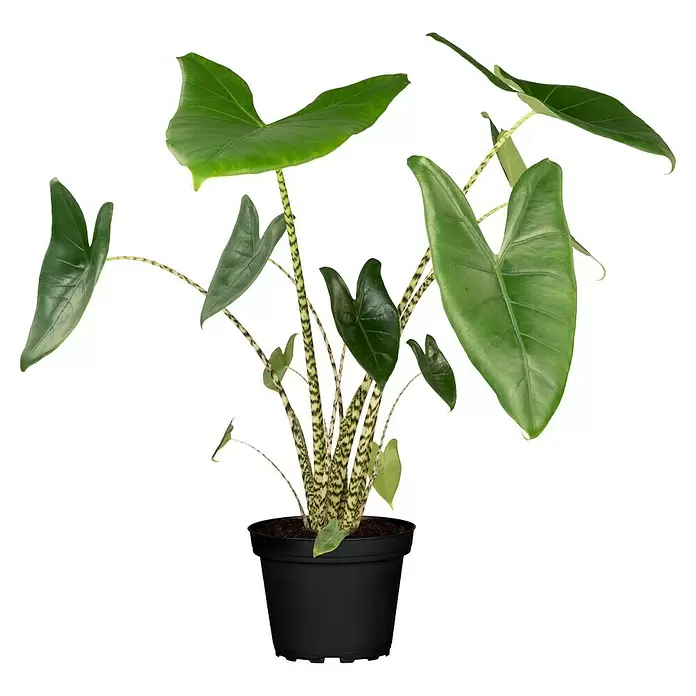Piardino Elefantenohr - Alocasia zebrina, Topfgröße: 19 cm - Vorderansicht
