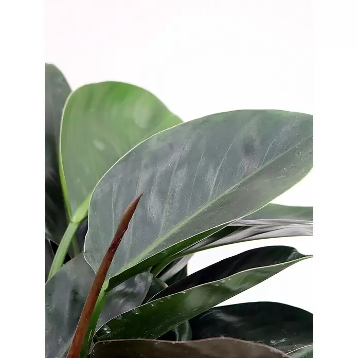 Piardino Baumfreund 'Congo Apple' - Philodendron, Topfgröße: 19 cm - Detailaufnahme