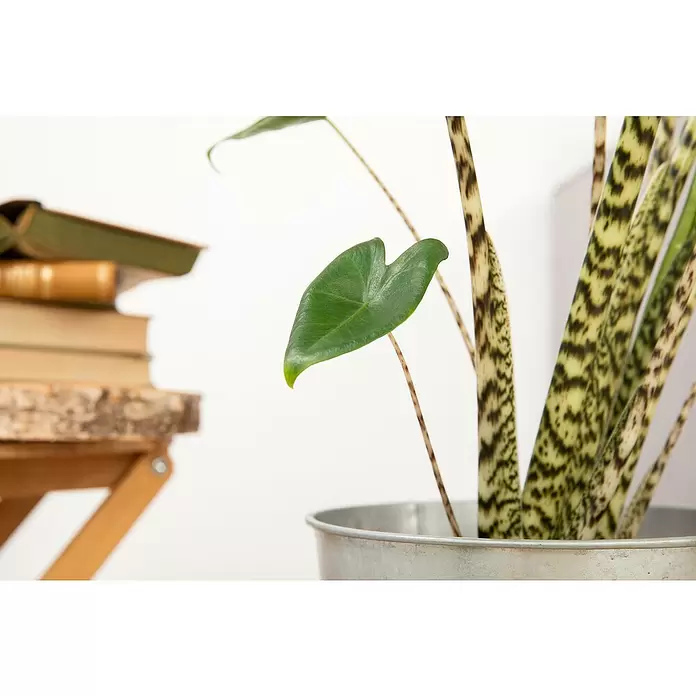 Piardino Elefantenohr - Alocasia zebrina, Topfgröße: 19 cm - Stimmungsaufnahme