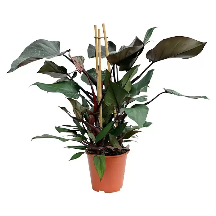 Piardino Baumfreund 'Congo Rojo' - Philodendron, Topfgröße: 19 cm - Vorderansicht