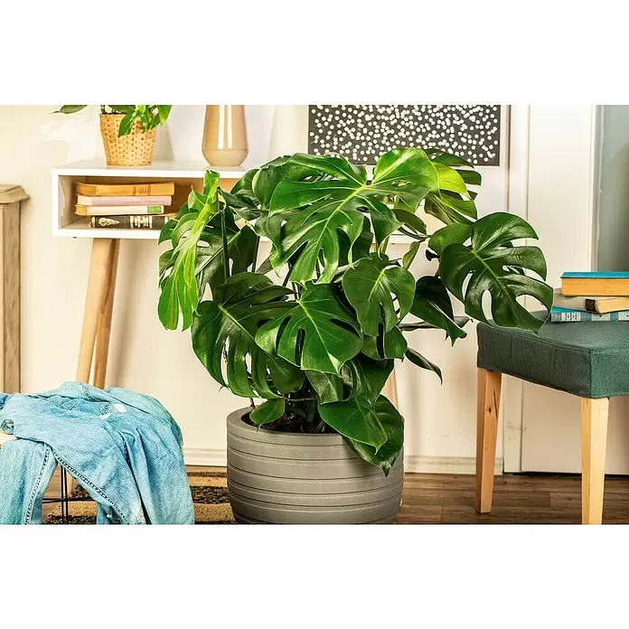 Piardino Fensterblatt - Monstera deliciosa, Topfgröße: 30 cm - Stimmungsaufnahme