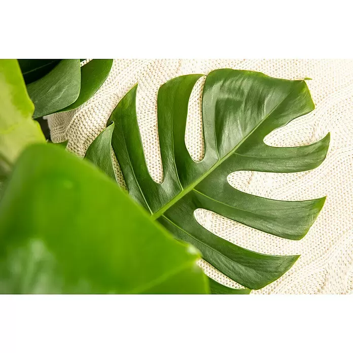 Piardino Fensterblatt - Monstera deliciosa, Topfgröße: 30 cm - Detailaufnahme