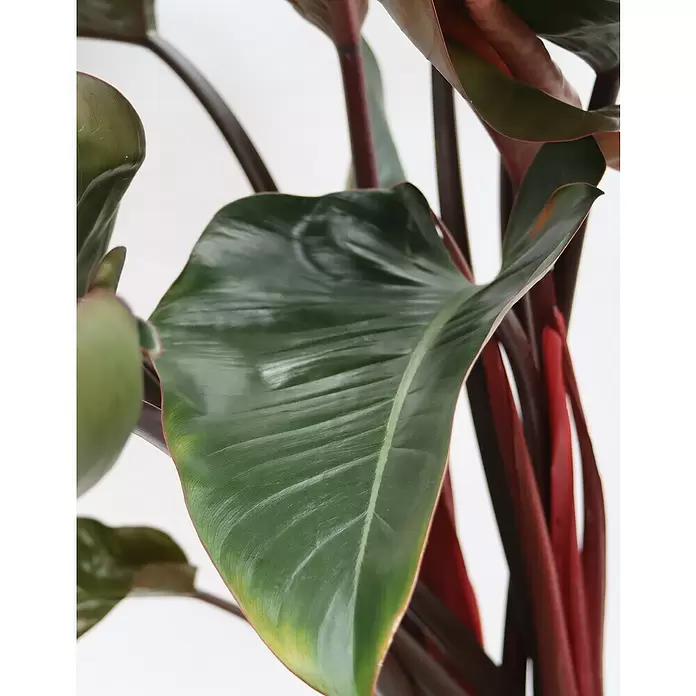 Piardino Baumfreund 'Red Beauty' - Philodendron 'Red Beauty' - Detailaufnahme
