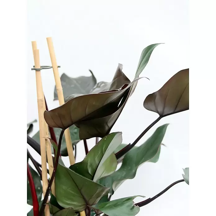Piardino Baumfreund 'Congo Rojo' - Philodendron, Topfgröße: 19 cm - Detailaufnahme