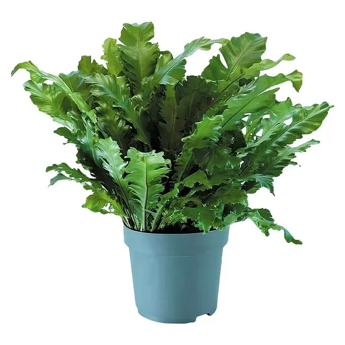 Piardino Nestfarn - Asplenium nidus, Topfgröße: 30 cm, Hellgrün - Vorderansicht