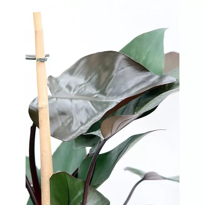 Piardino Baumfreund 'Congo Rojo' - Philodendron, Topfgröße: 19 cm - Detailaufnahme